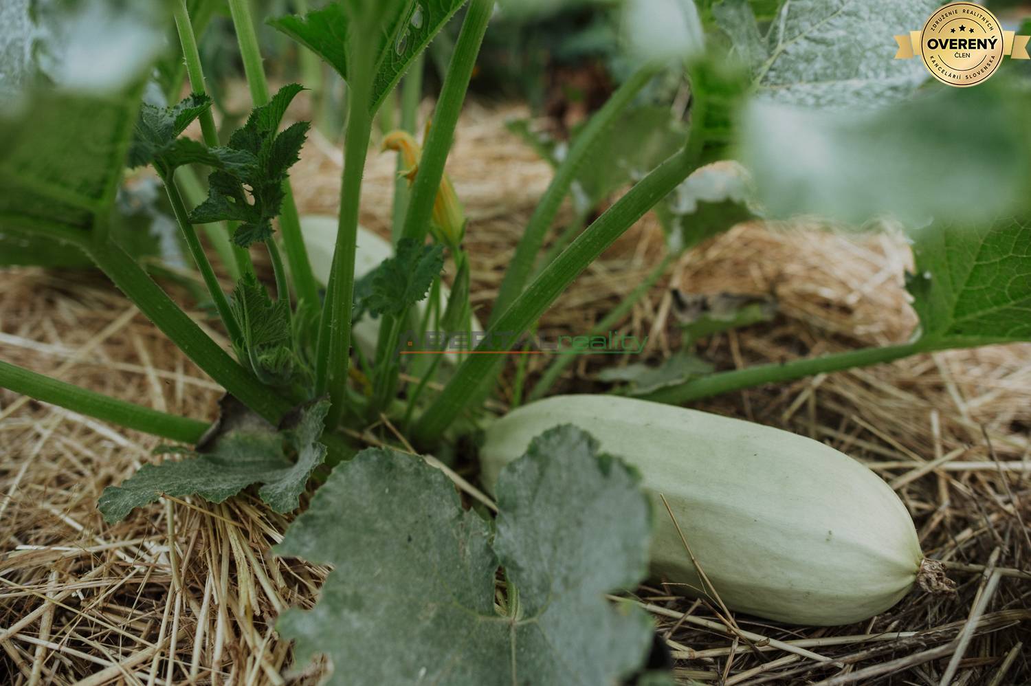 Rent Family house, Family house, Pezinok, Slovakia